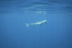 Sharks - Silky Shark - Carcharhinus falciformis