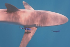 Sharks - Silky Shark - Carcharhinus falciformis