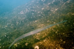Pipefish - Bluespotted Cornetfish - Fistularia commersonii