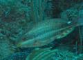 Parrotfish - Redband Parrotfish - Sparisoma aurofrenatum