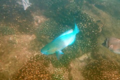 Parrotfish - Bluebarred Parrotfish - Scarus ghobban