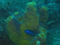 Damselfish - Blue Chromis - Chromis cyanea