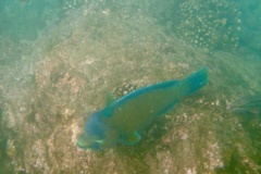 Parrotfish - Bumphead Parrotfish - Scarus perrico