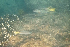 Parrotfish - Bumphead Parrotfish - Scarus perrico