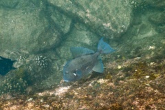 Triggerfish - Finescale Triggerfish - Balistes polylepsis