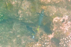 Surgeonfish - Goldrimmed Surgeonfish - Acanthurus nigricans