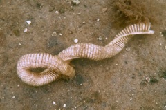 Sea Snails - Knobbed Whelk - Busycon carica