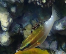 Parrotfish - Bridled Parrotfish - Scarus frenatus