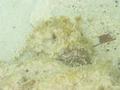 Scorpionfish - Spotted Scorpionfish - Scorpaena plumieri