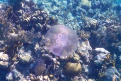Jellyfish - Moon Jelly - Aurelia aurita
