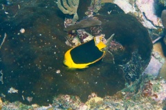 Angelfish - Rock Beauty - Holacanthus tricolor