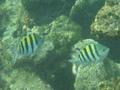 Damselfish - Sergeant Major - Abudefduf saxatilis