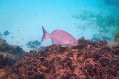 Rudderfishes - Highfin Rudderfish - Kyphosus cinerascens