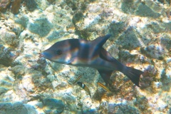 Triggerfish - Ocean Triggerfish - Canthidermis sufflaman