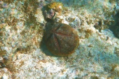 Sea Urchins - Red Heart Urchin - Meoma ventricosa