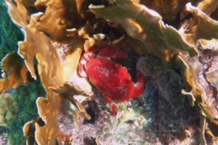 True Crabs - Batwing Coral Crab - Carpilius corallinus