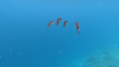Squid - Reef Squid - Sepioteuthis lessoniana
