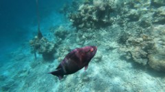 Parrotfish - Swarthy Parrotfish - Scarus niger