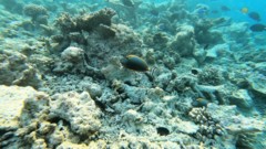 Surgeonfish - Orangespine Surgeonfish - Naso lituratus