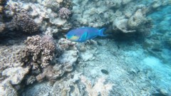 Parrotfish - Indian Ocean Steephead Parrotfish - Chlorurus strongylocephalus