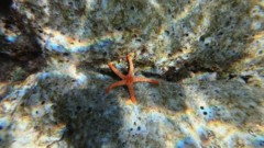 Starfish - Pebbled Sea Star - celerina heffermani