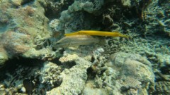 Trumpetfish - Golden Trumpetfish - Aulostomus chinensis