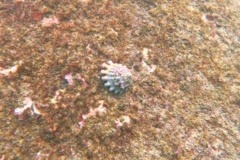 Sea Snails - Unguis Turban - Uvanilla unguis