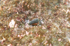 Sea Snails - Prince Cone Snail - Conus princeps