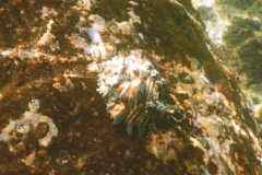 Sea Snails - Radish Murex - Hexaplex radix