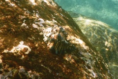 Sea Snails - Radish Murex - Hexaplex radix