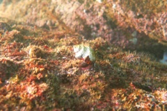 Sea Snails - Banded Tooth Latirus - Opeatostoma pseudodon