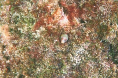 Blennies - Mexican Barnacle Blenny - Acanthemblemaria macrospilus