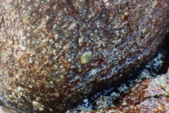 Limpets - Pacific Plate Limpet - Lottia scutum