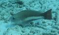 Parrotfish - Queen Parrotfish - Scarus vetula