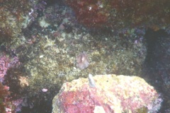 Sea Slugs - Starry Berthella - Berthella stellata