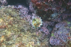 Crabs - Blue-eyed Spotted Hermit Crab - Clibanarius digueti