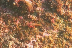 Blennies - Panama Triplefin - Axoclinus lucillae