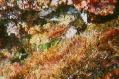 Blennies - Panama Triplefin - Axoclinus lucillae