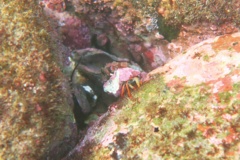 Crabs - Red-leg Hermit Crab - Calcinus californiensis