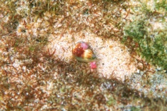 Sea Snails - Californian Cone Snail - Californiconus californicus