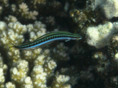 Blennies - Piano Fangblenny(Scale-eating Sabretooth Blenny) - Plagiotremus tapeinosoma