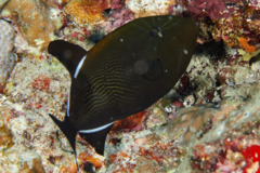 Triggerfish - Indian Triggerfish - Melichthys indicus