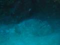 Scorpionfish - Mushroom Scorpionfish - Scorpaena inermis