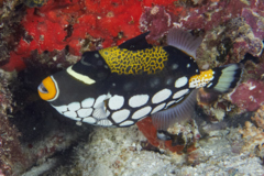 Triggerfish - Clown Triggerfish - Balistoides conspicillum