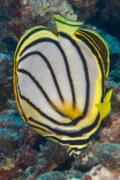 Butterflyfish - Scrawled Butterflyfish - Chaetodon meyeri