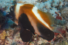 Butterflyfish - Phantom Bannerfish - Heniochus pleurotaenia