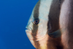 Spadefish - Golden Spadefish - Platax boersii