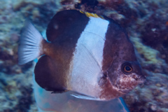 Butterflyfish - Brown-and-white Butterflyfish - Hemitaurichthys zoster