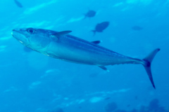 Tunas - Dogtooth Tuna - Gymnosarda unicolor