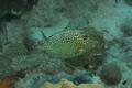 Trunkfish - Honeycomb Cowfish - Acanthostracion polygonia